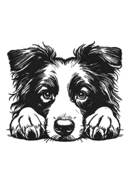 Bluza z kapturem - haft na lewej piersi - Border Collie_01